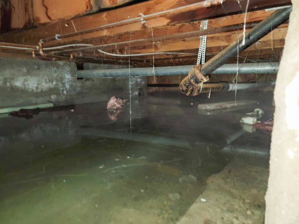 Best Local water damage restoration  in Dickson, TN